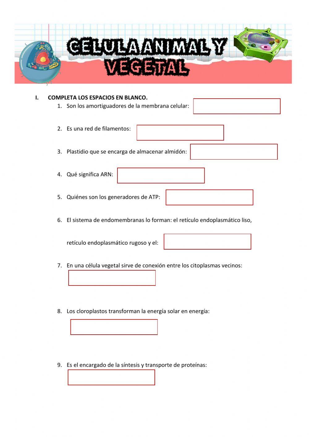 Orgánulos citoplasmáticos