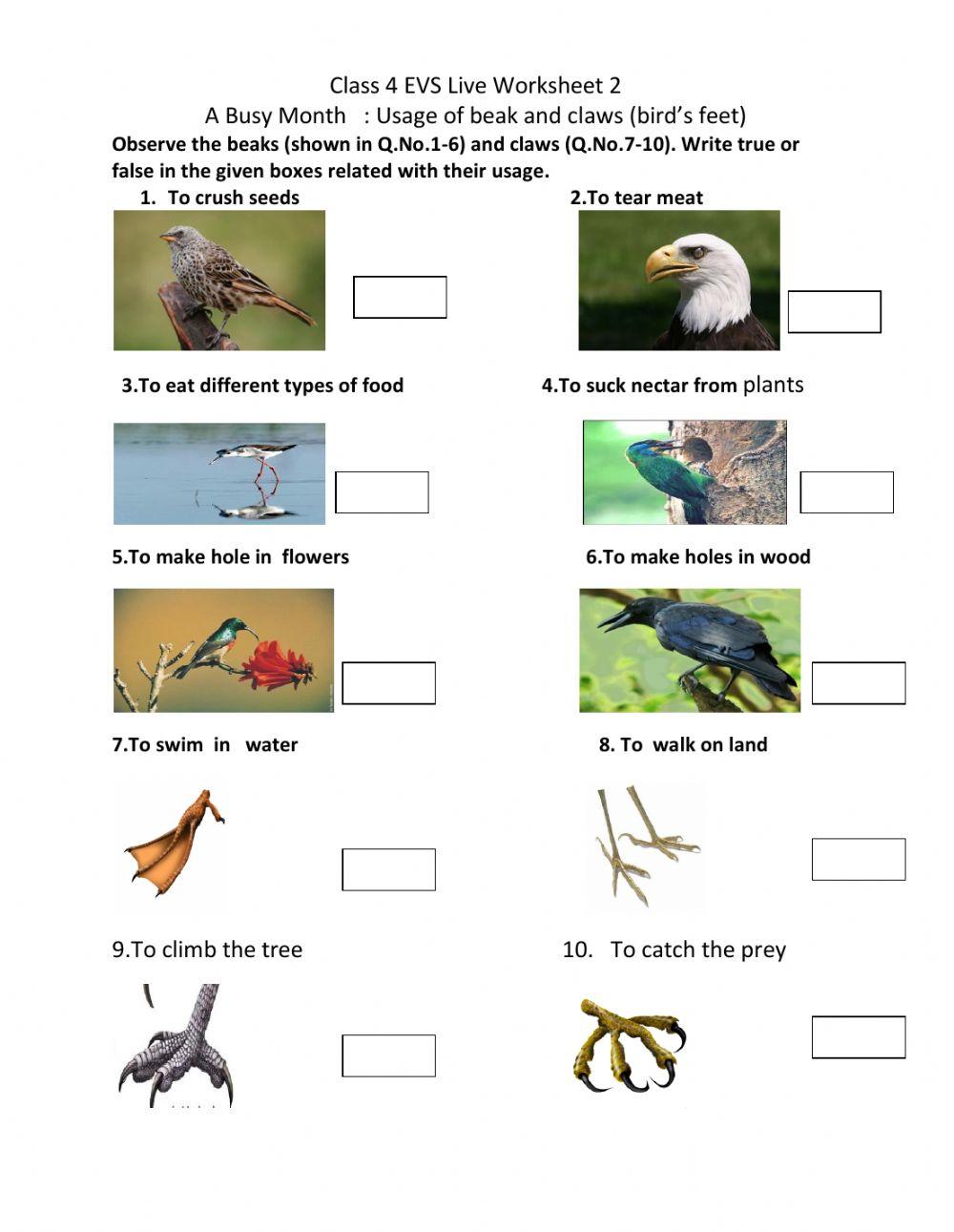 Jr Kg EvS Worksheet Live Worksheets 50% OFF Jr Kg EvS Worksheet Live Worksheets 50% OFF