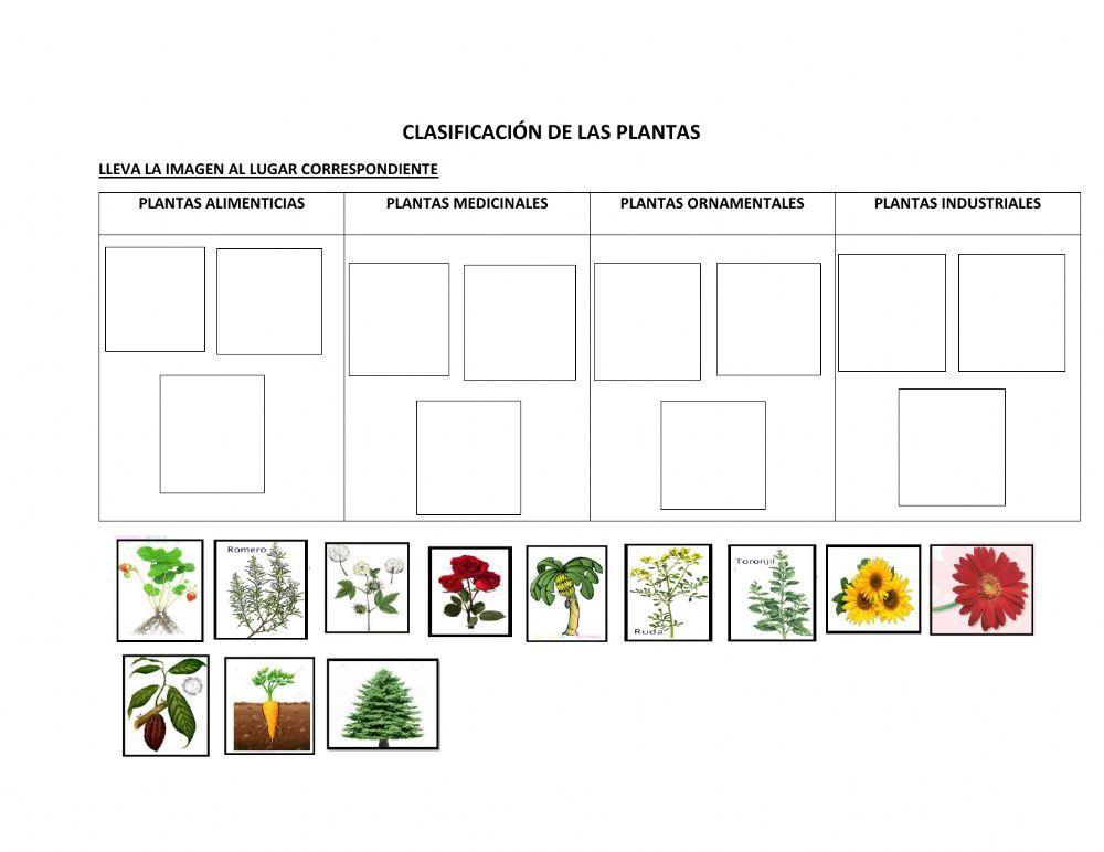 Clasificación de las plantas