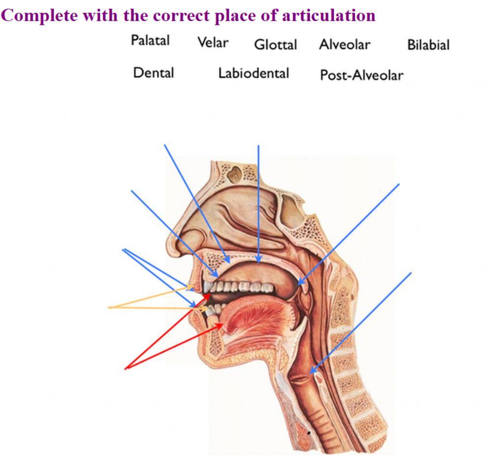 Place of articulation