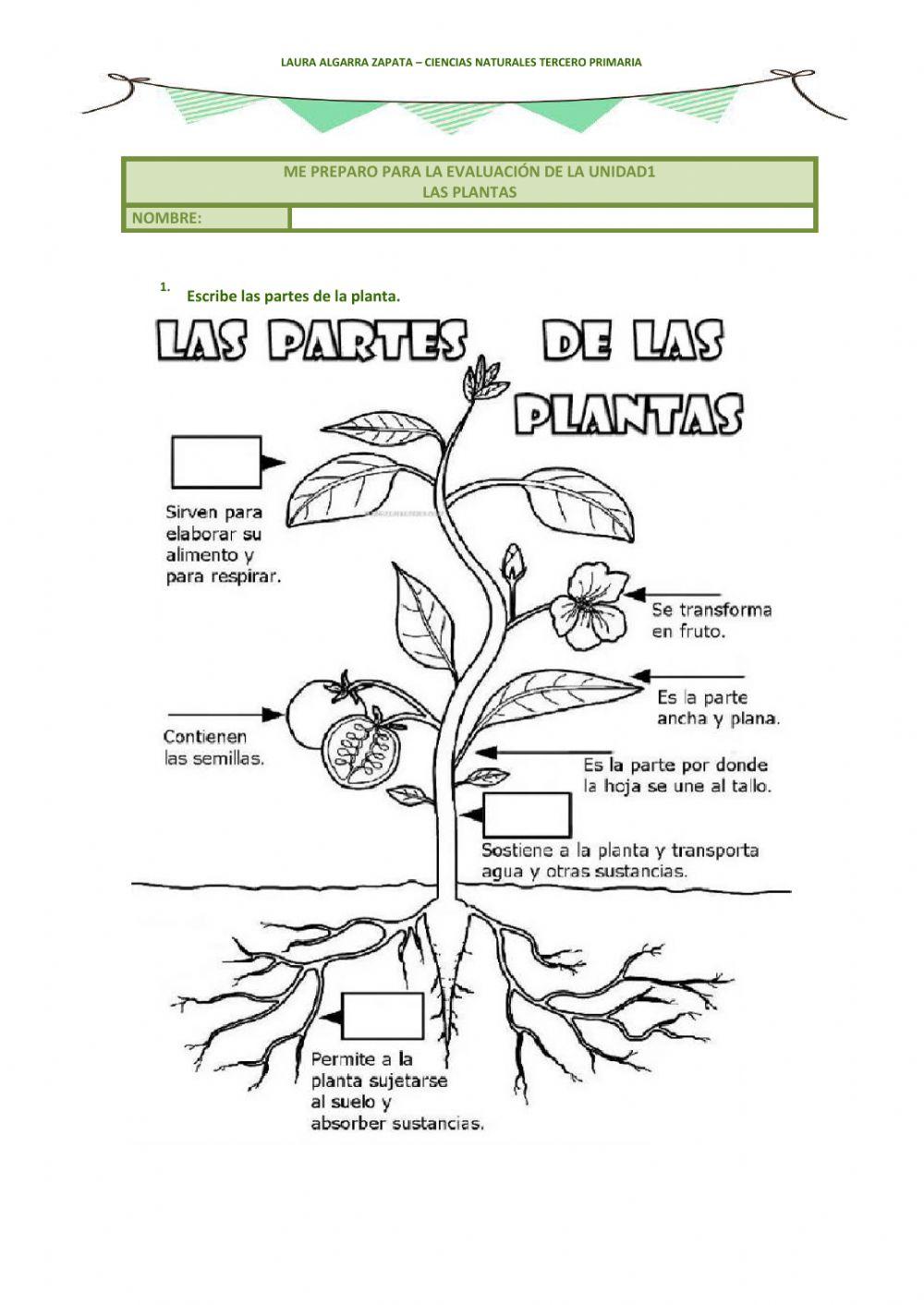 Las plantas Las plantas