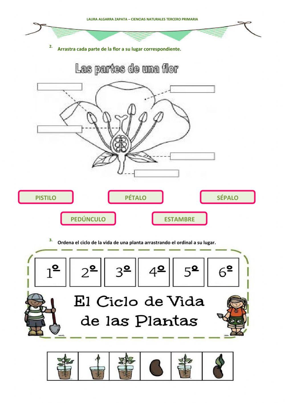 Las plantas Las plantas
