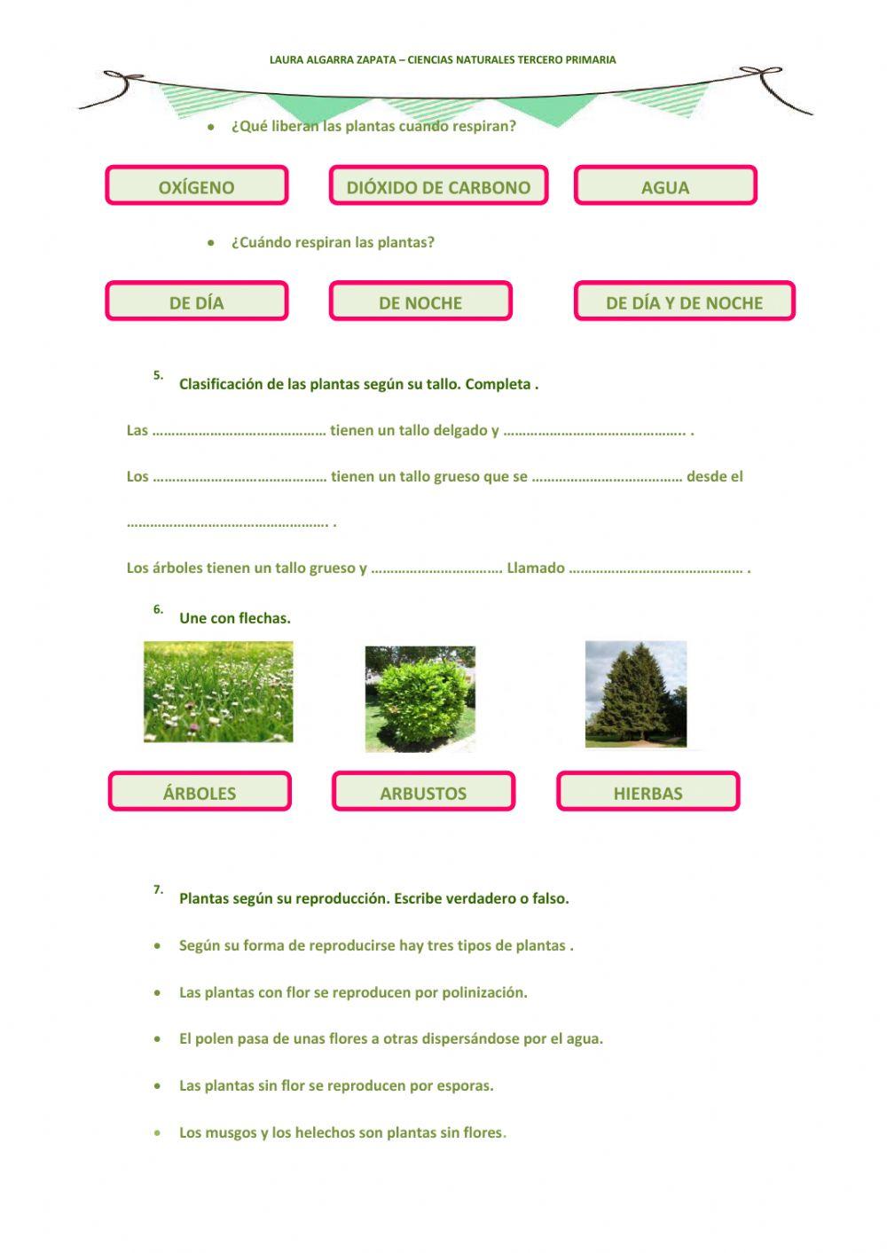 Las plantas Las plantas