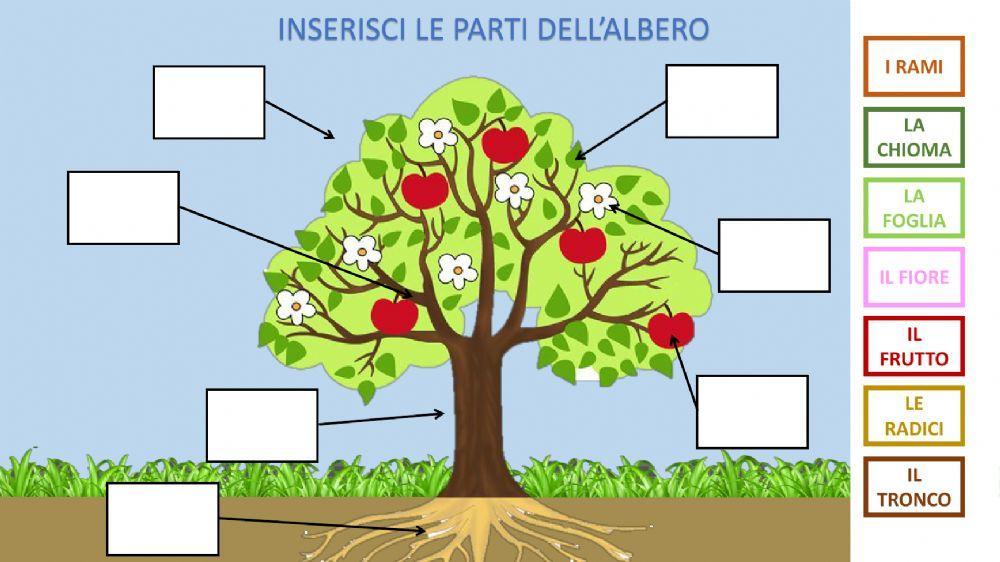 Le parti dell'albero