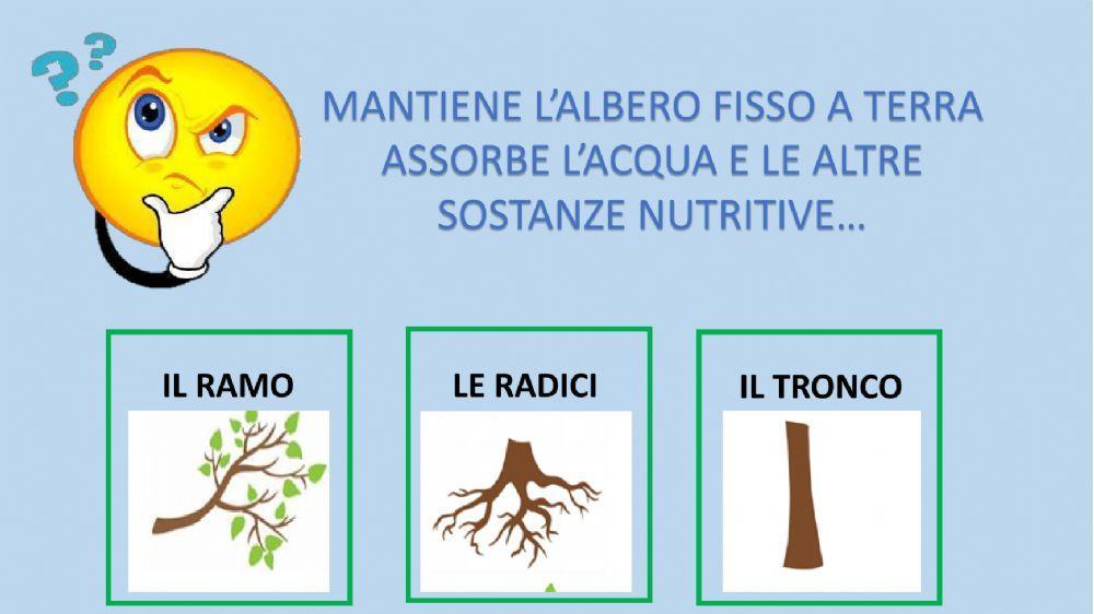 Le parti dell'albero