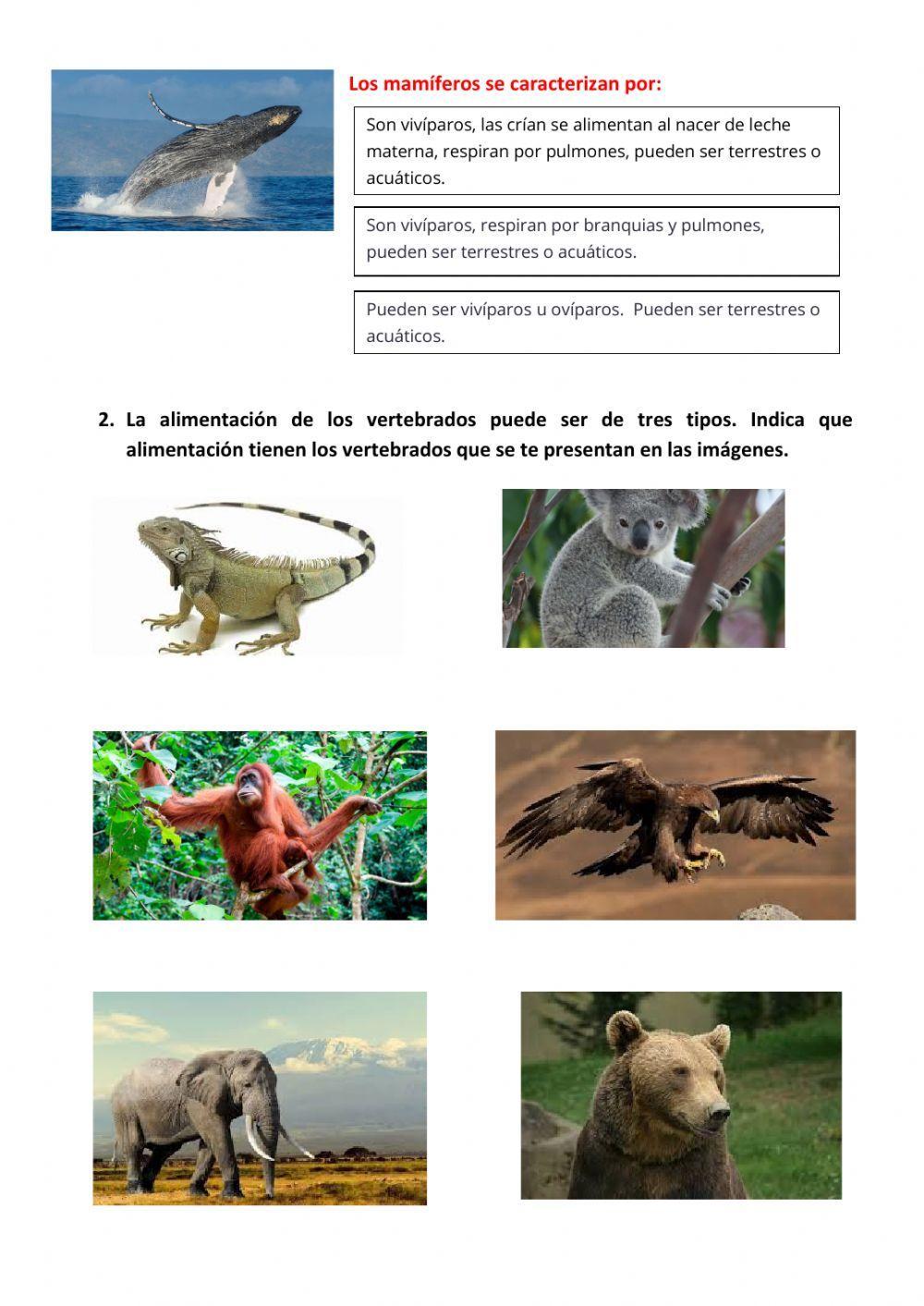 Características de los vertebrados
