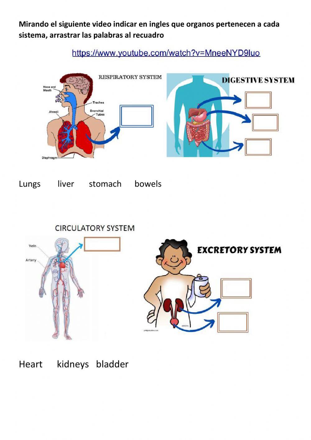 Proyecto interdisciplinario bilogia quimica fisica ingles