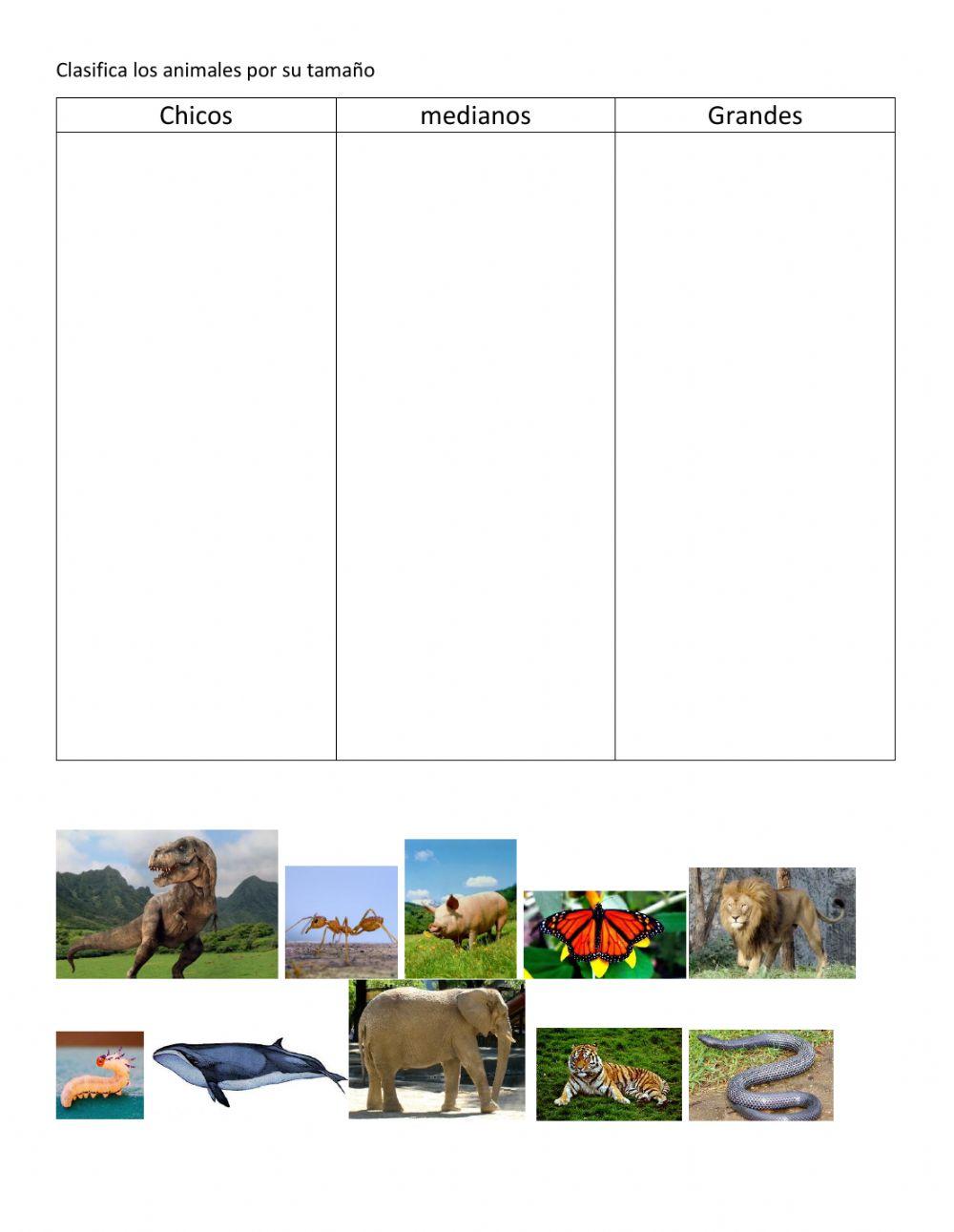 Clasificación grande, mediano y chico