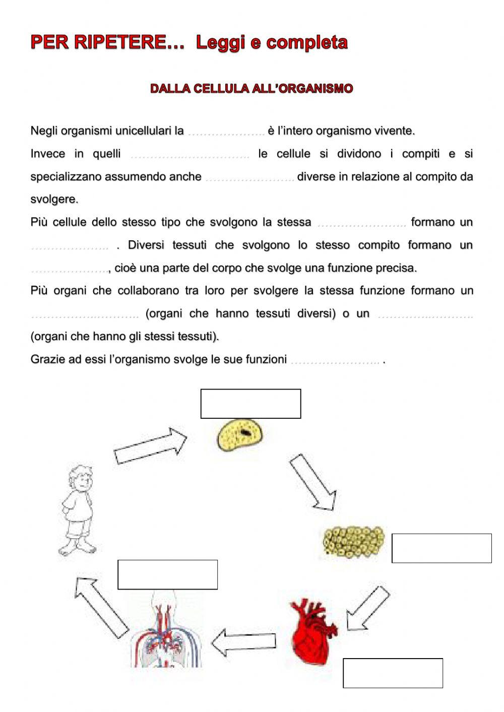 Cellula tessuti organi apparati sistemi