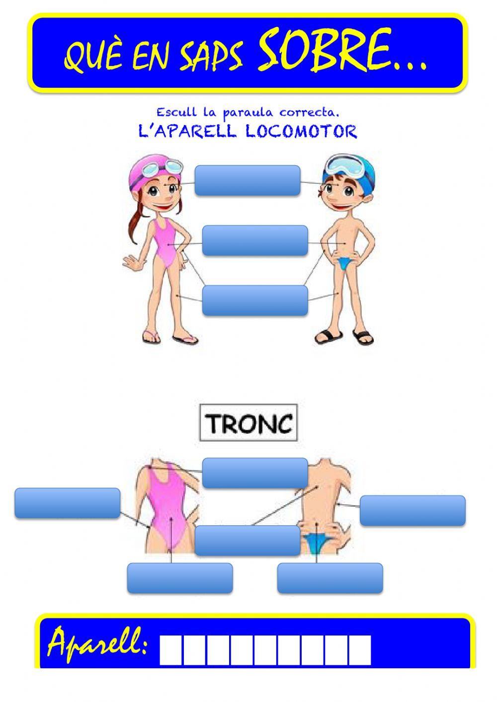 Que saps sobre...Aparell Locomotor-Parts del Cos 05