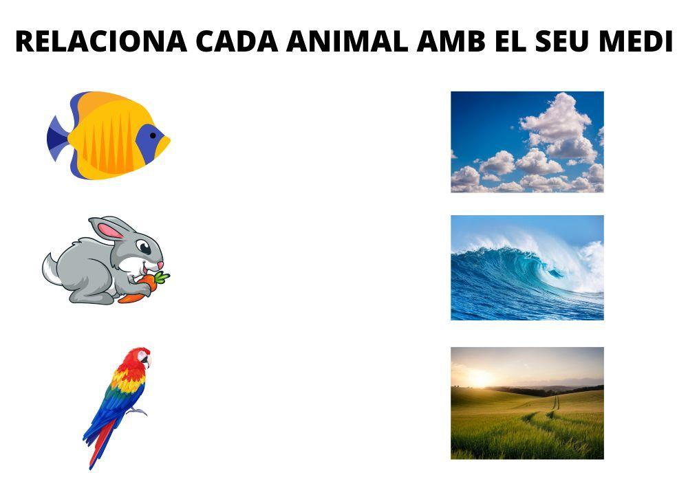 Relaciona els animals amb el seu medi