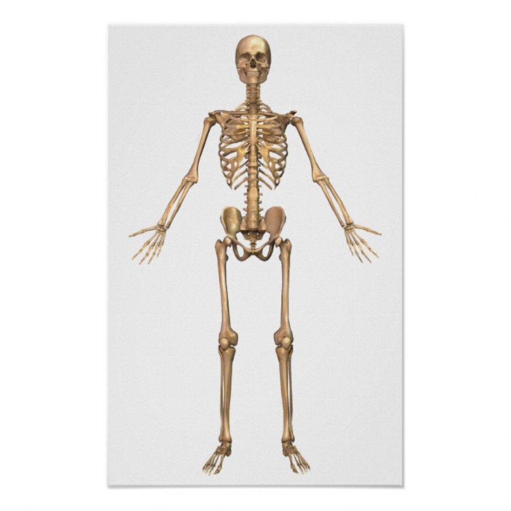 Skeletal system