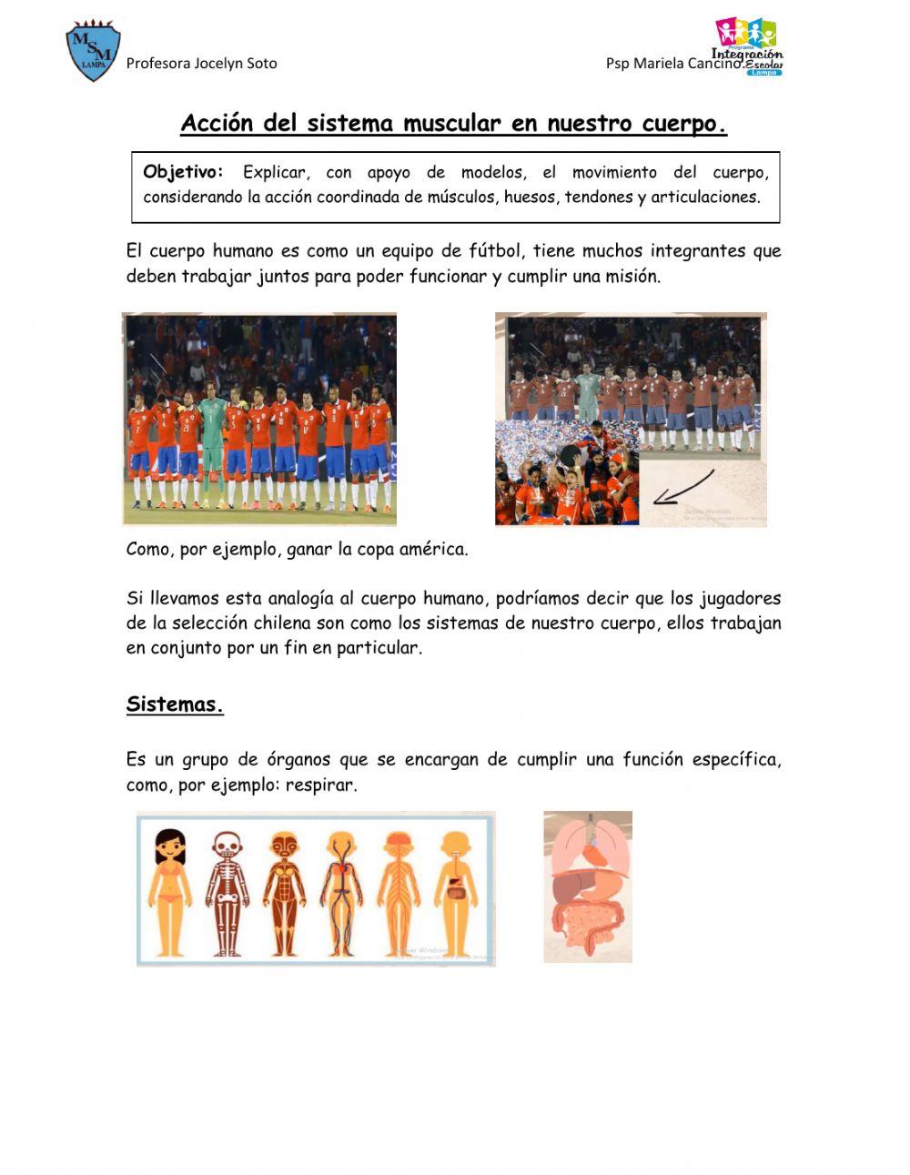 Accion del sistema muscular