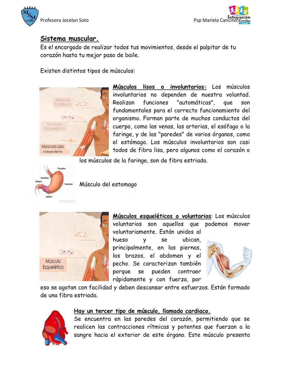 Accion del sistema muscular
