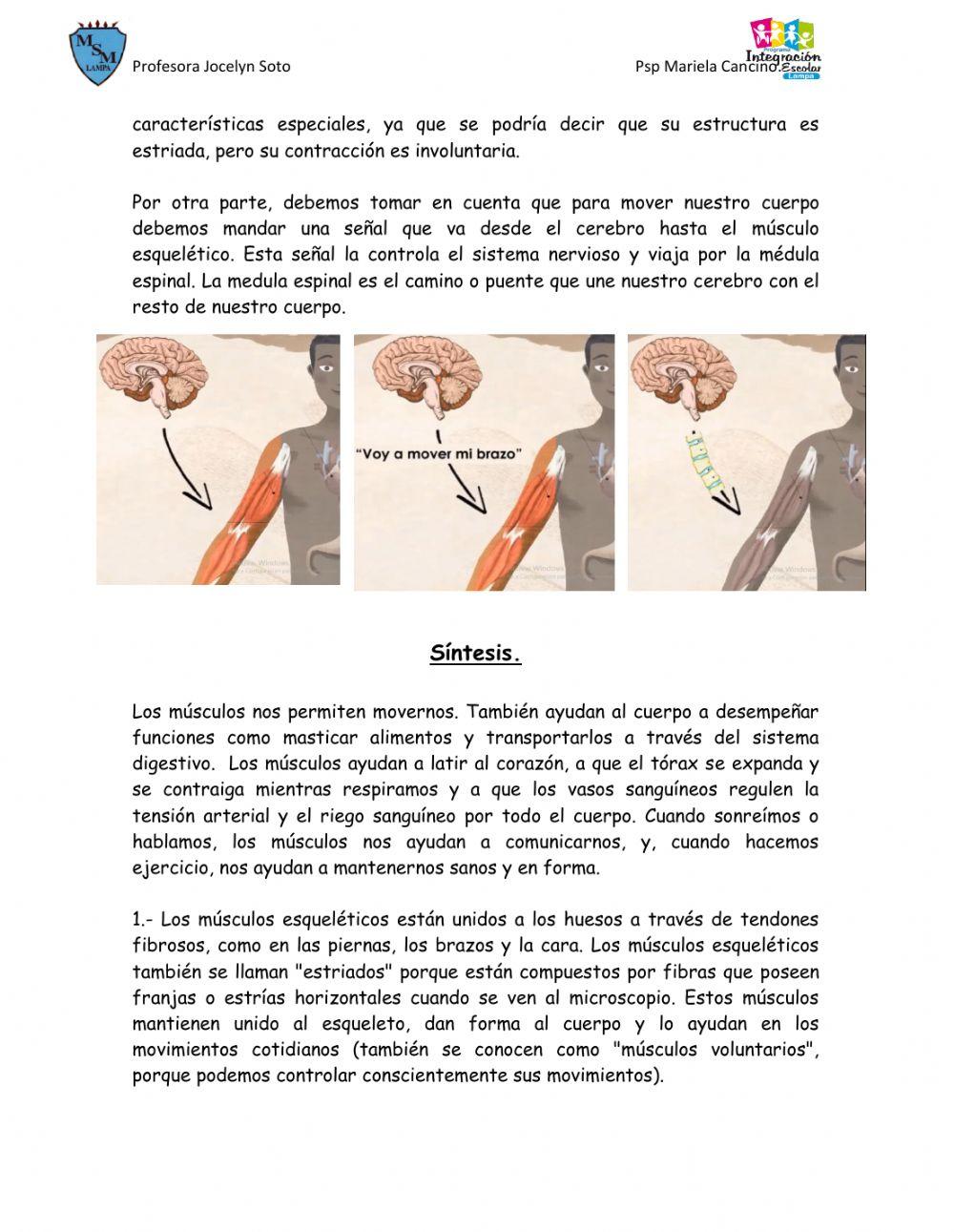 Accion del sistema muscular