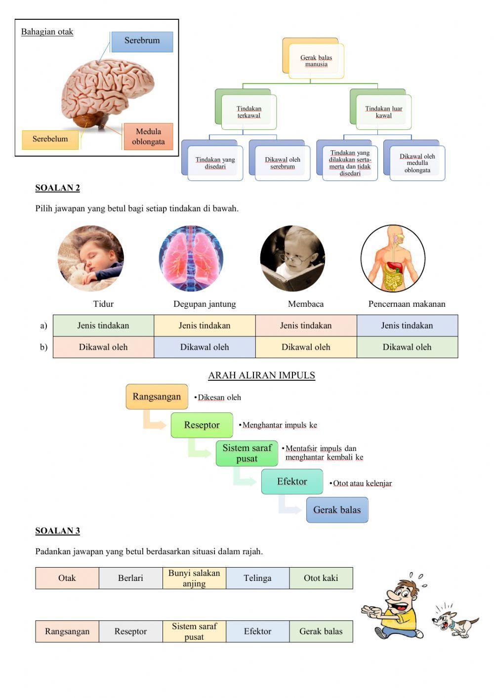 Sistem saraf manusia