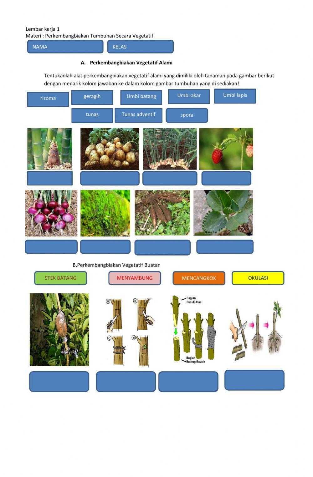 Tugas 1 bab 2 kelas 9