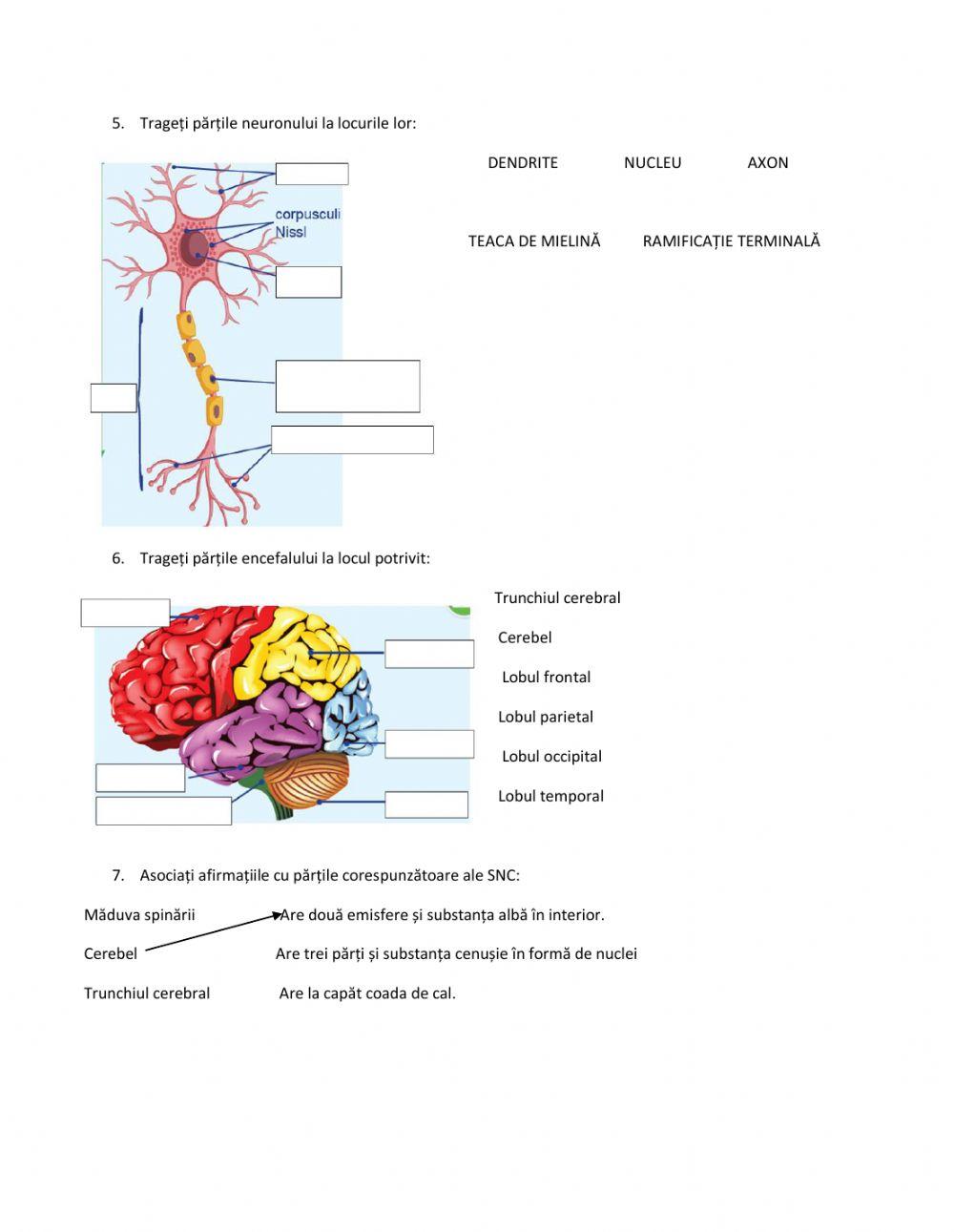 Test sistem nervos alcatuire