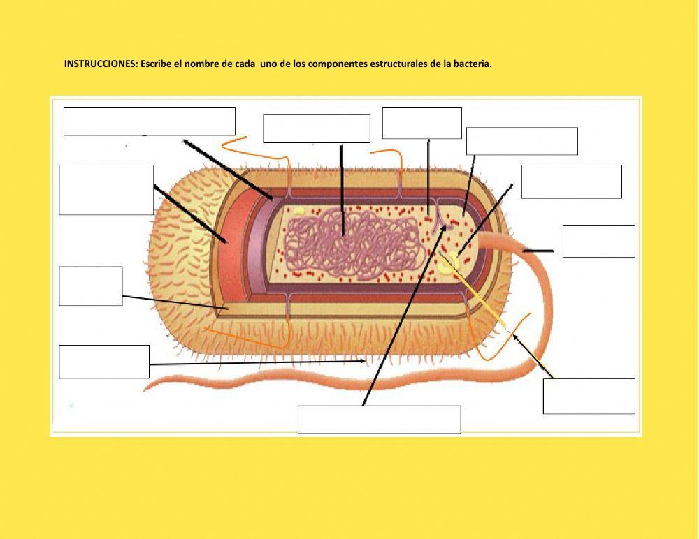 Estructura bacteriana