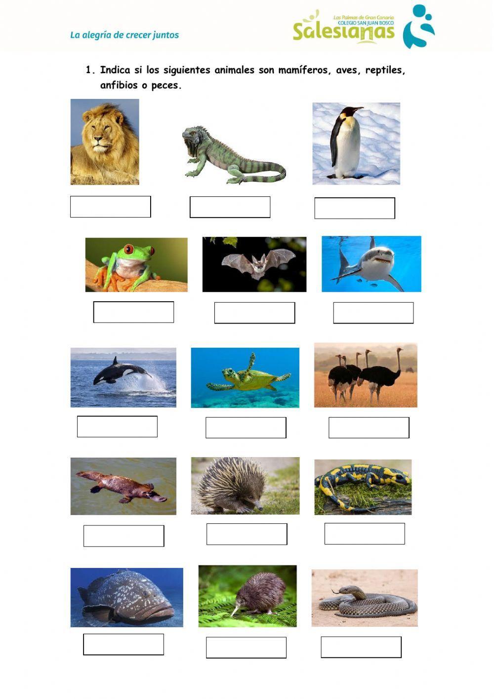 Animales vertebrados