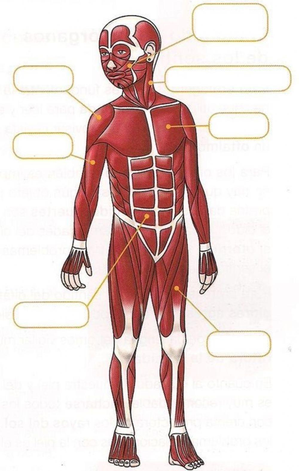 El sistema muscular