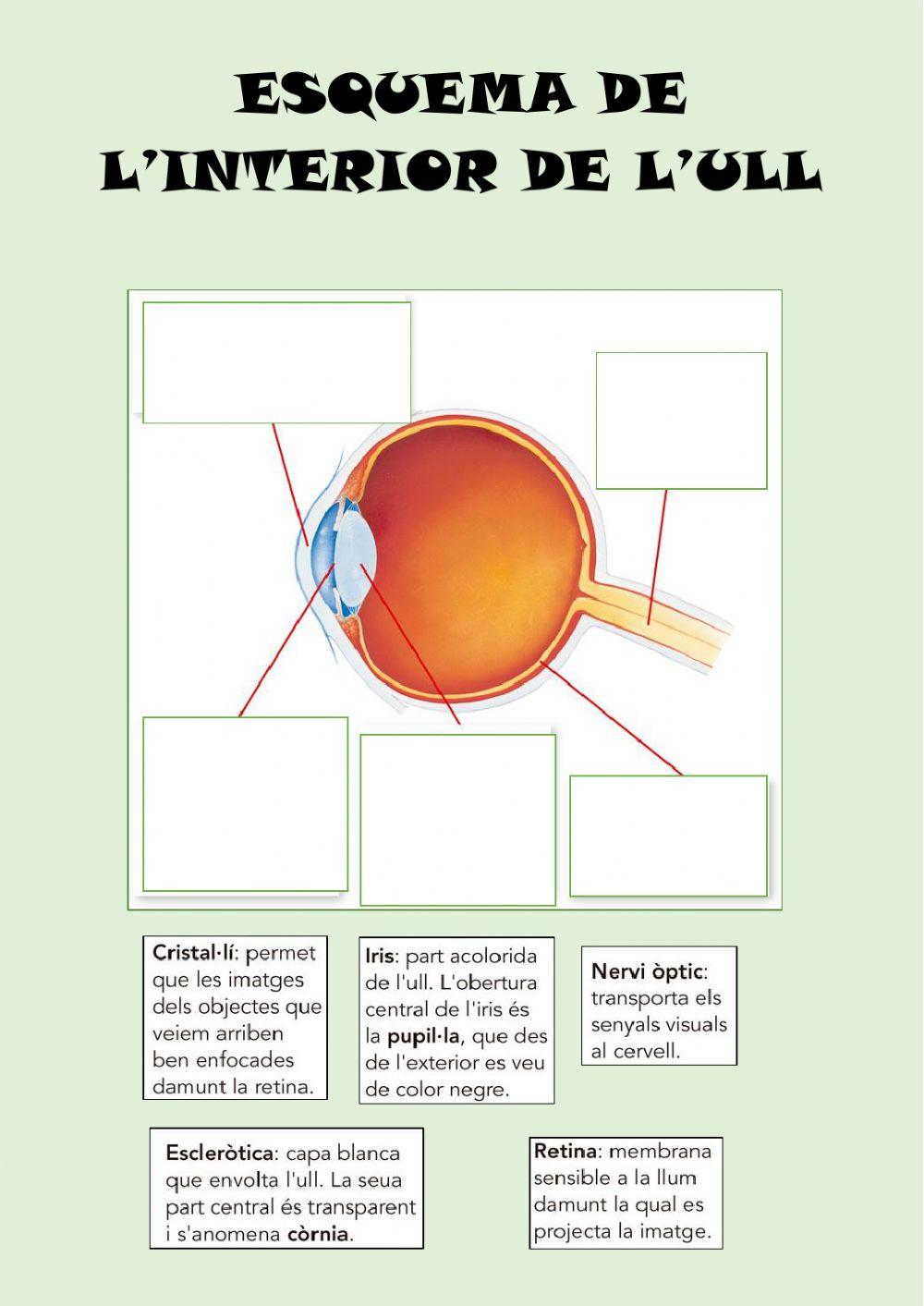 Exterior - interior ulls