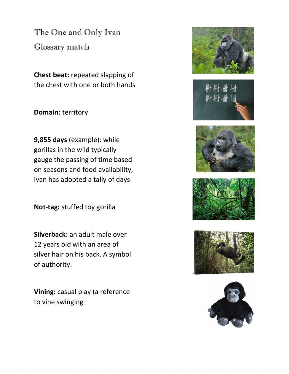 The One and Only Ivan glossary match