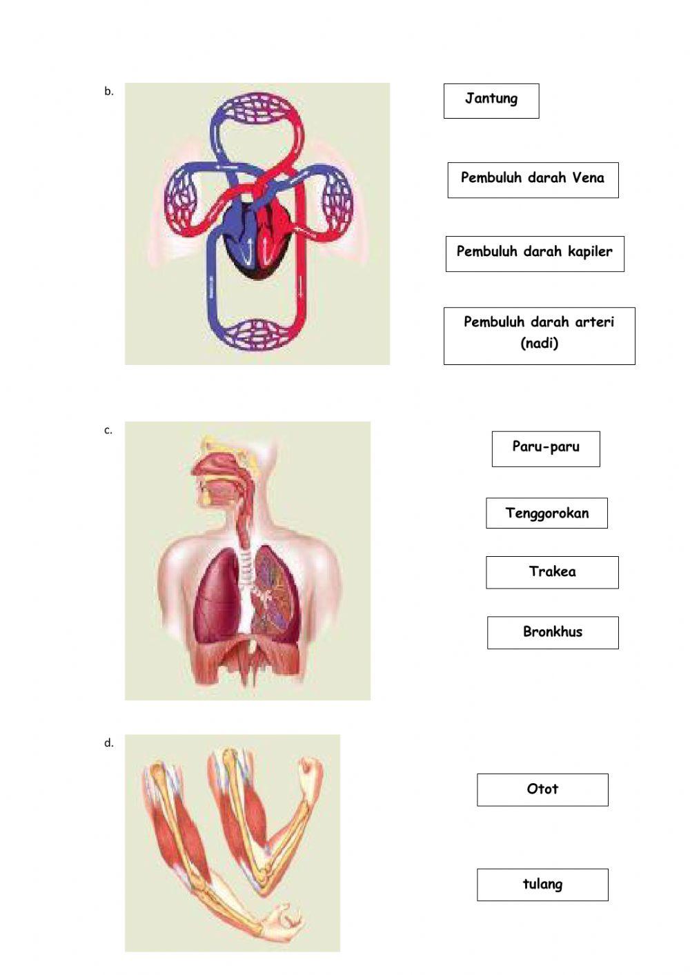 Organ dan sistem organ