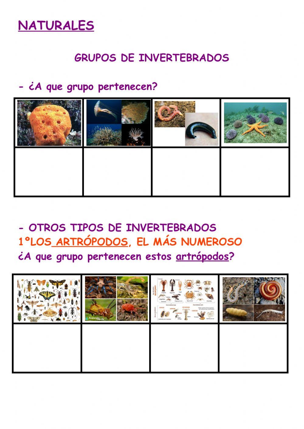 Clases de invertebrados