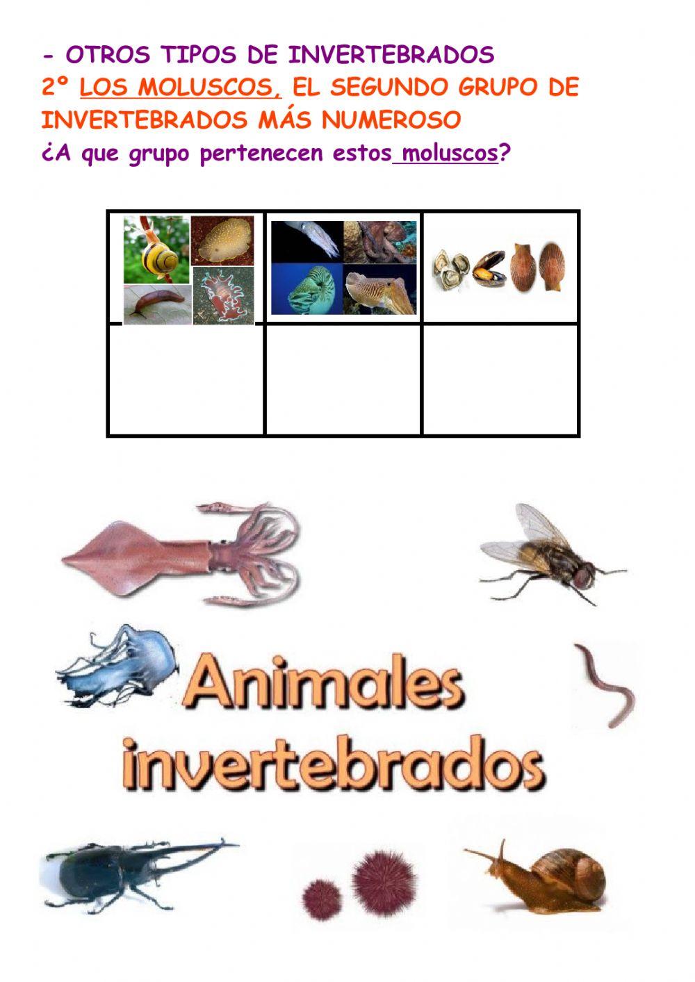Clases de invertebrados