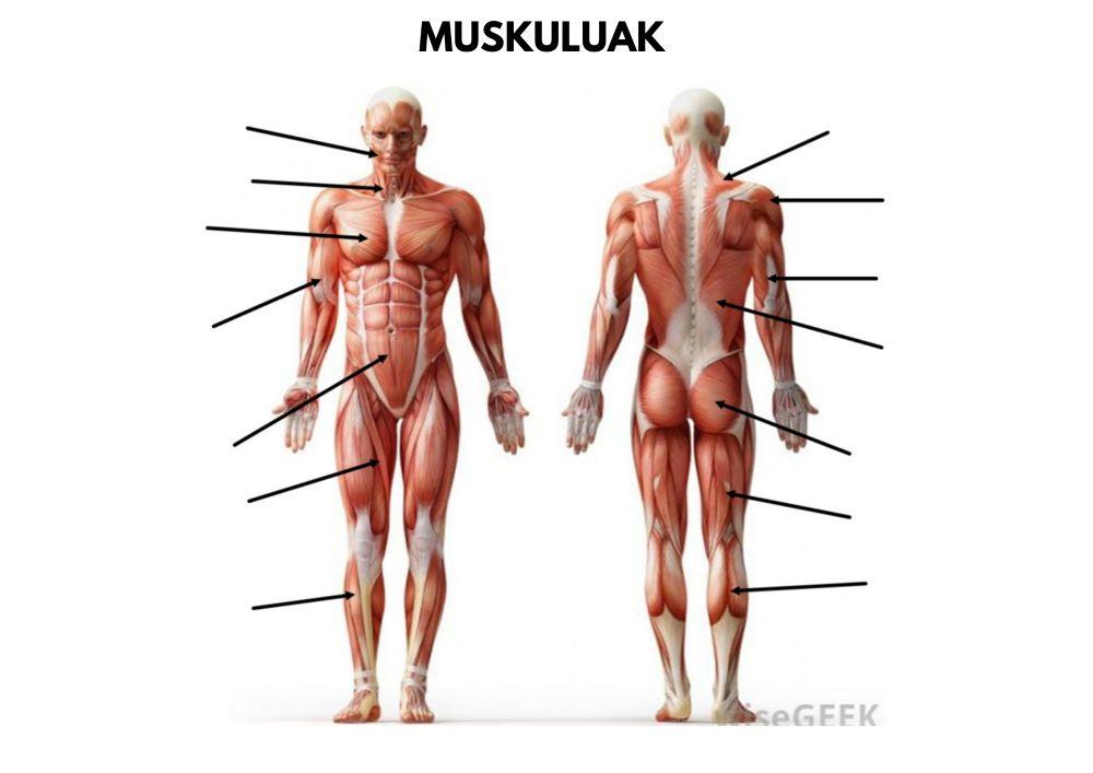 Muskuluak-Giharreak aukeratu zuzena