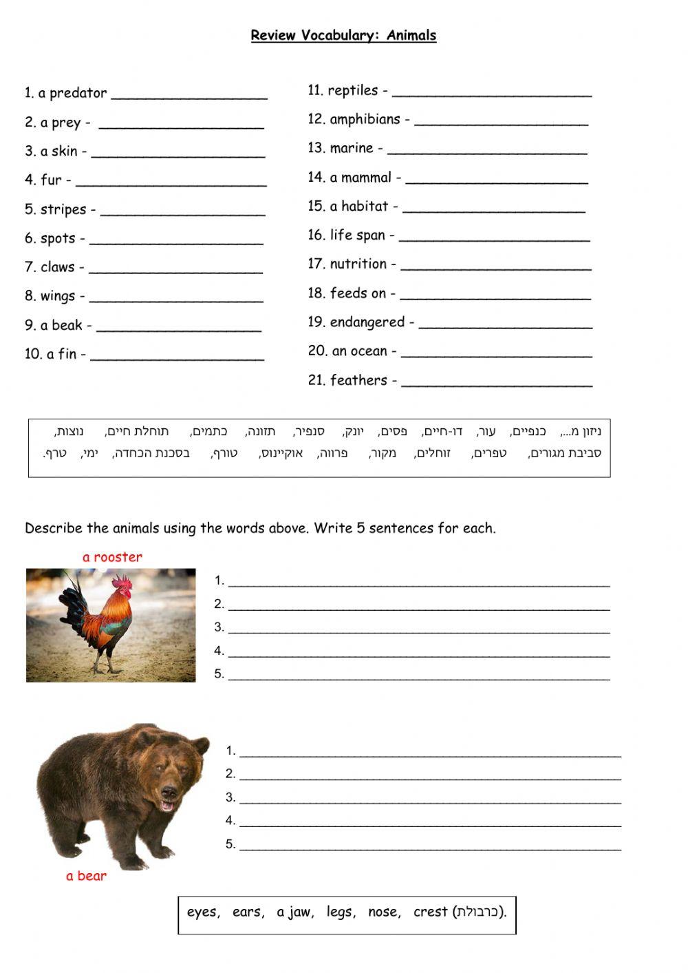 Review Animals Dina Shterengas