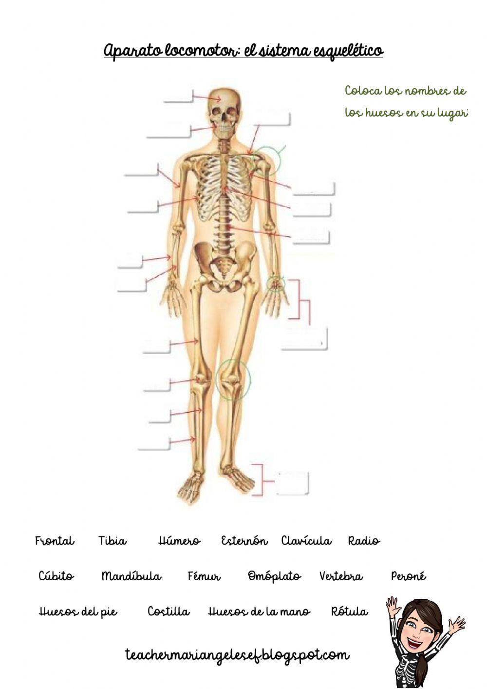El sistema esquelético