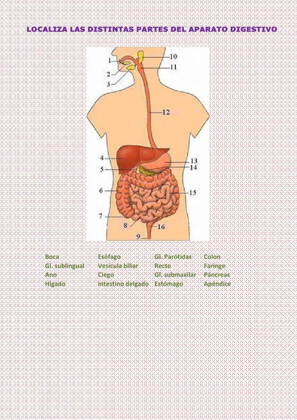 Partes del Aparato digestivo