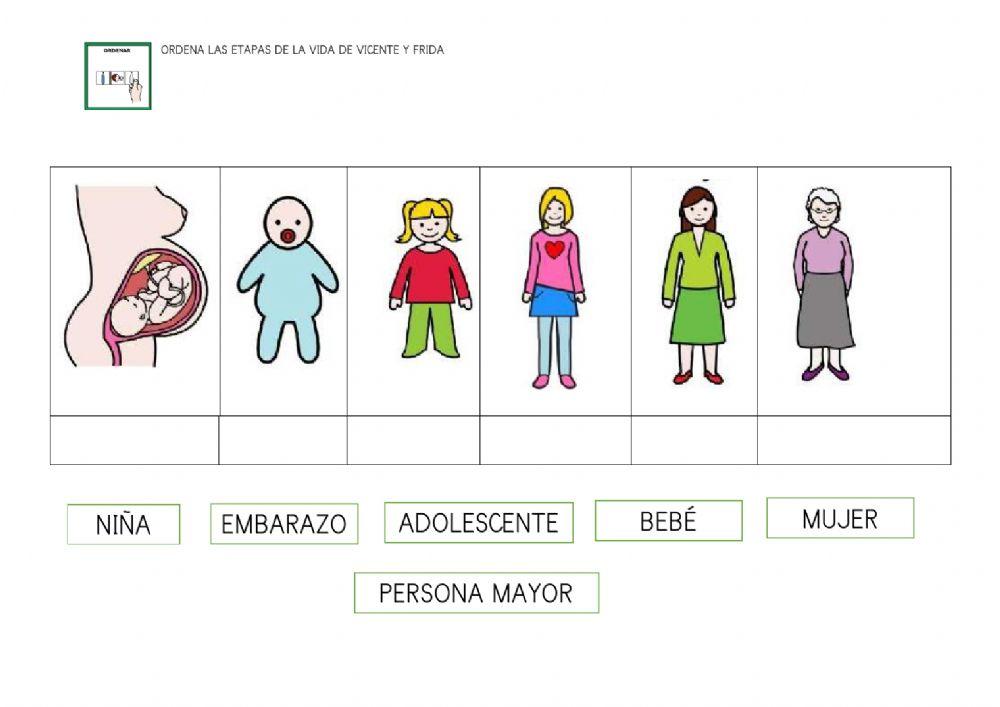 Las Etapas De La Vida Ficha Interactiva Topworksheets Howtodoes