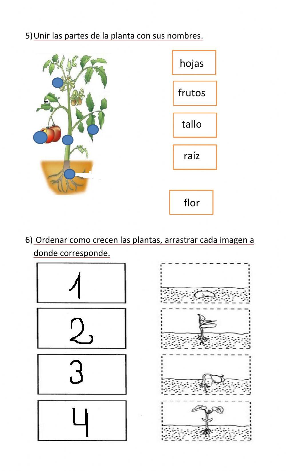 Trabajo práctico de ciencias 1° grado