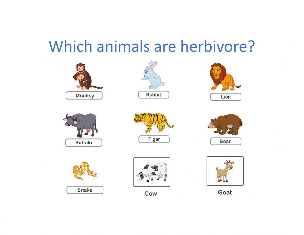 Herbivore animals