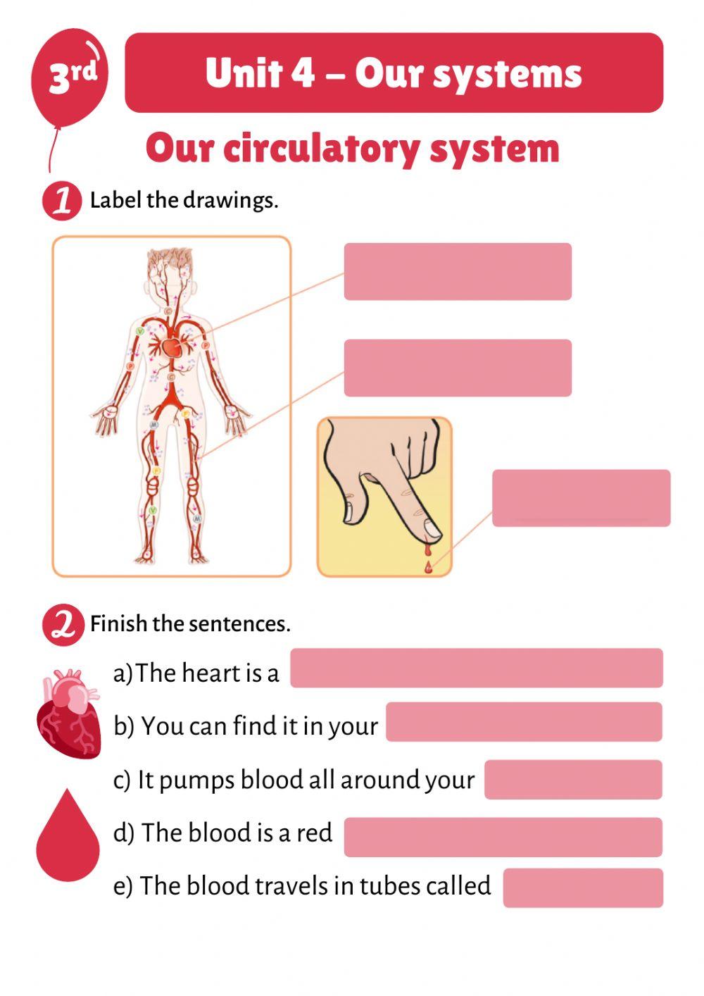 Unit 4. circulatory system