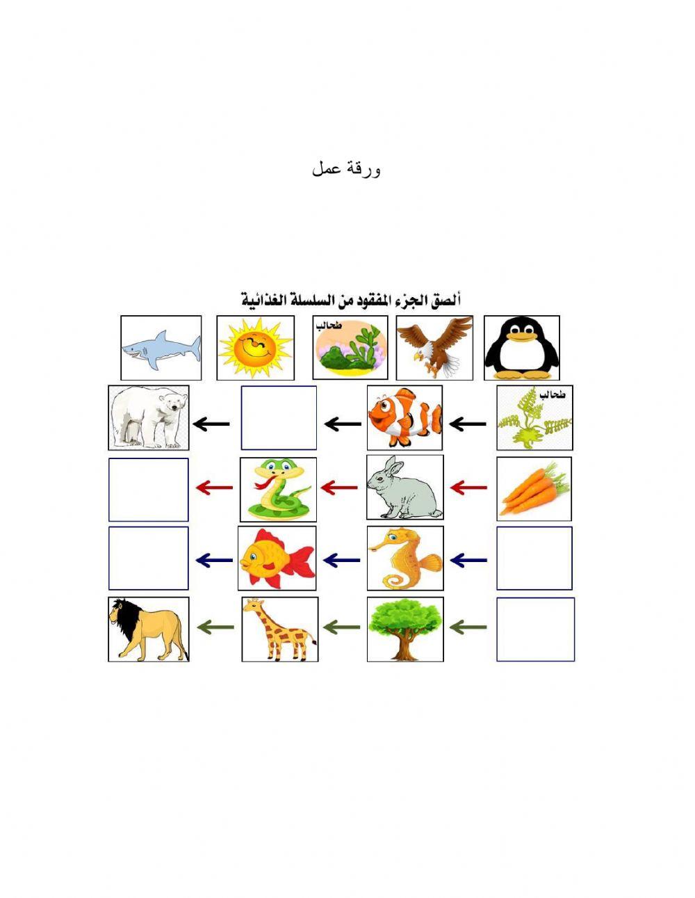 Food chain 479502 Biology Diagrams