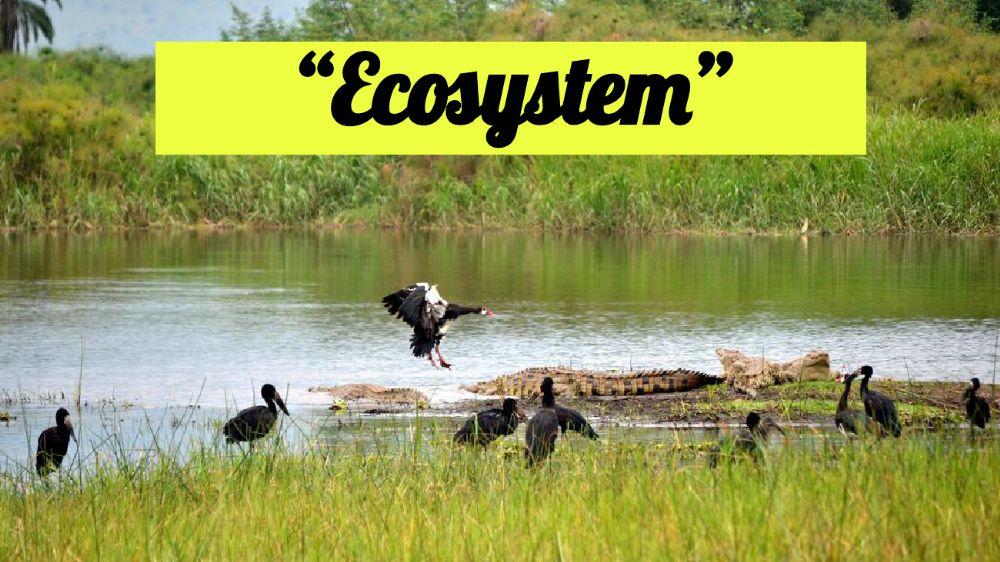 Ecosystem