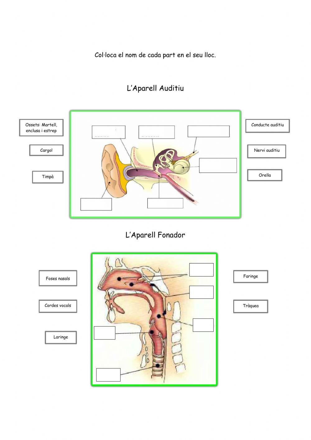 Aparell auditiu i fonador