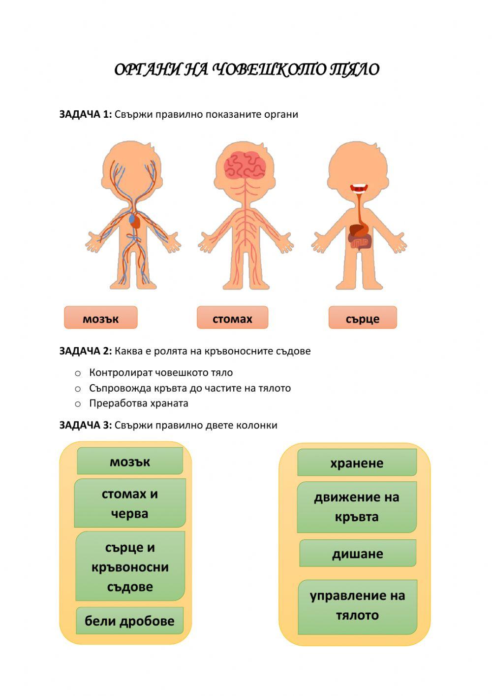 Органи на човешкото тяло