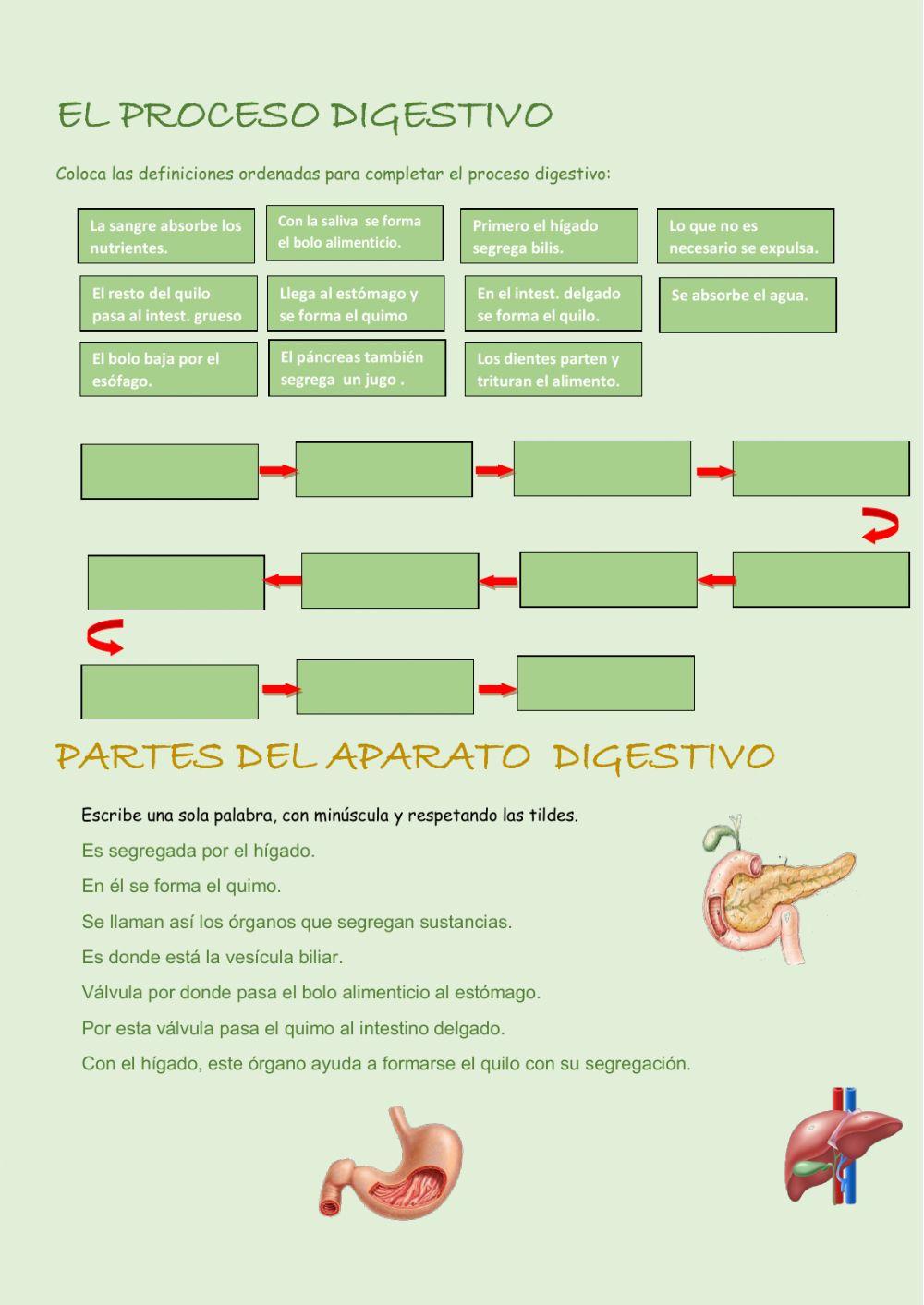 Proceso digestivo