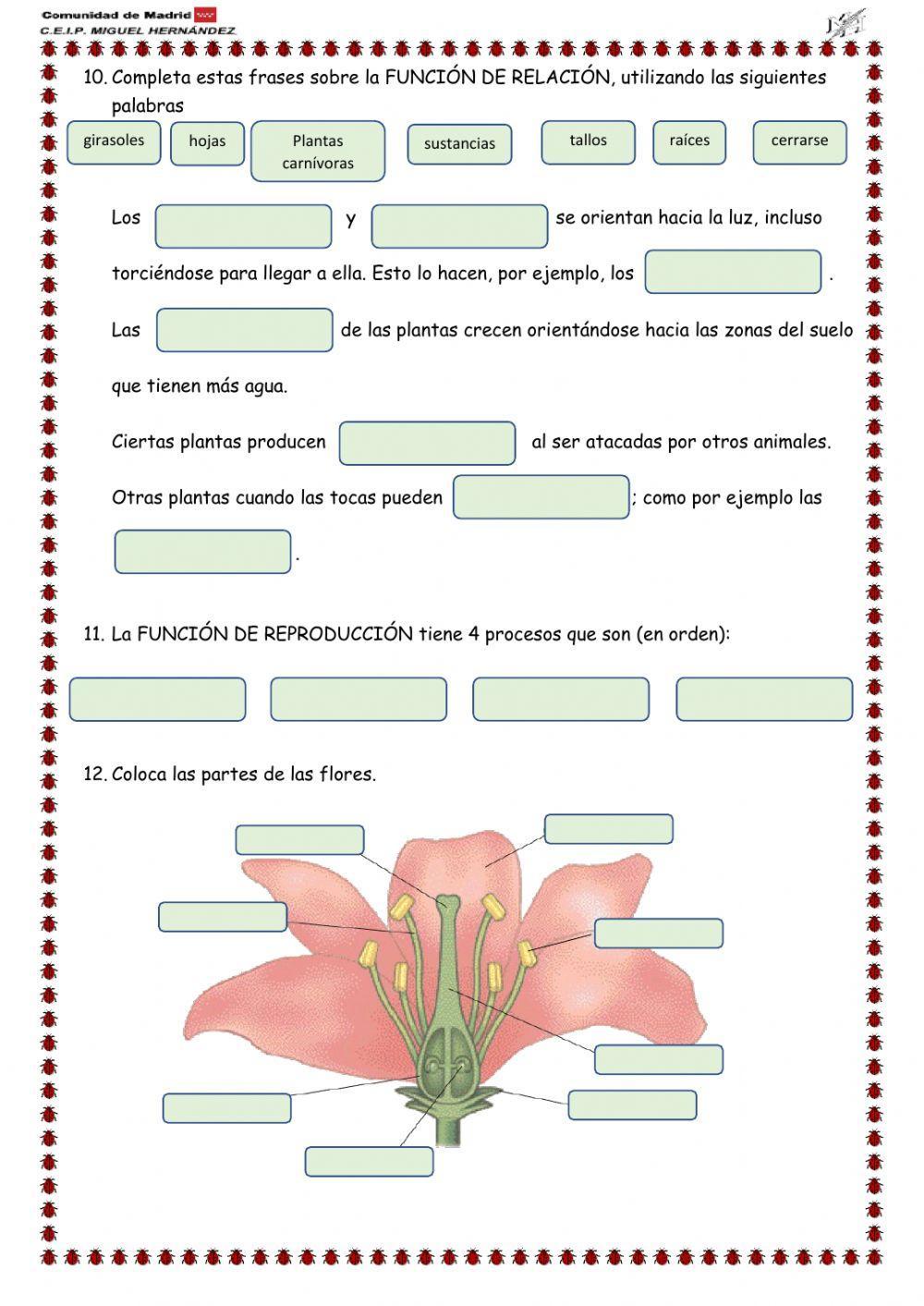 Prueba de evaluación tema 1: las plantas