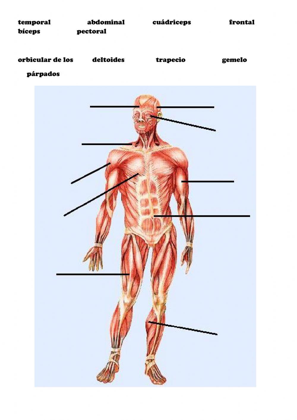 Los músculos principales