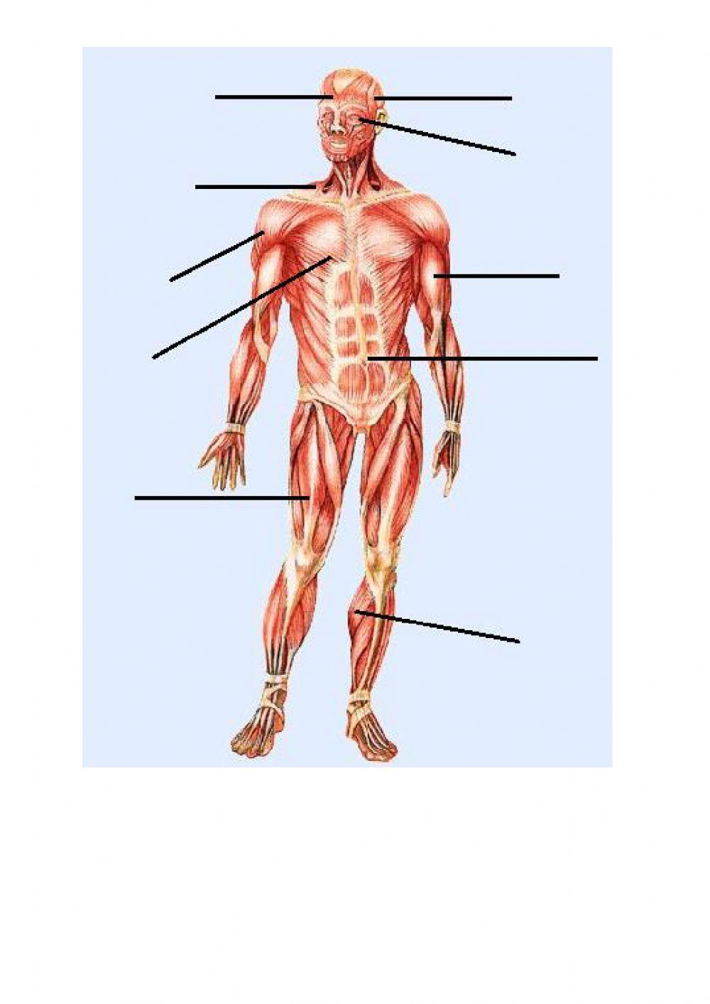 Principales músculos del cuerpo humano