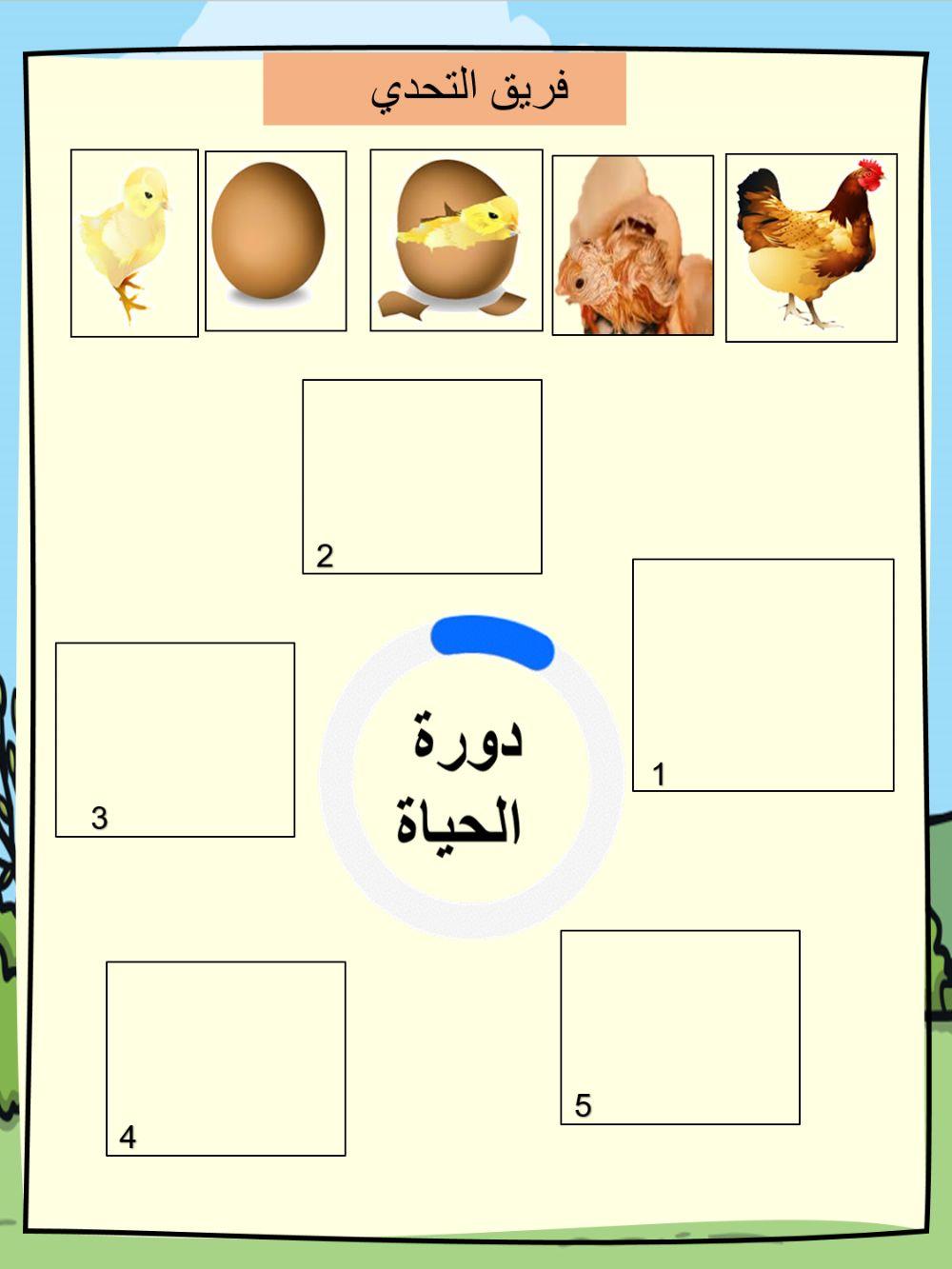 رتب دورة حياة الدجاجة