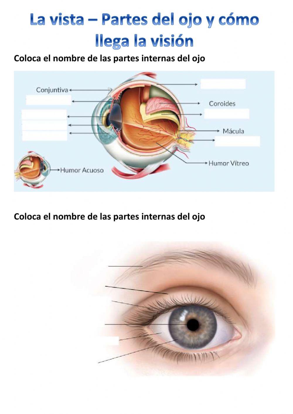 La vista - ¿Cómo vemos?