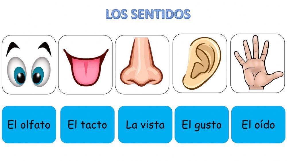 Los sentidos