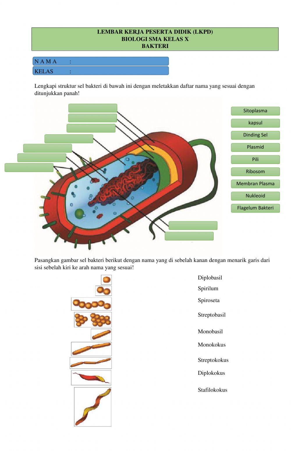 Lkpd-biologi x-bakteri